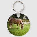 Recherche de cheval belge Pâturage