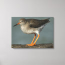 Recherche de oiseaux de mer toiles Nautique