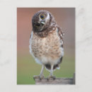 Recherche de bébé animaux cartes postales Owlet
