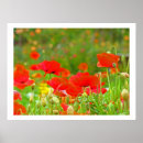 Recherche de coquelicots art Toute personne