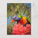 Recherche de oiseau australien cartes postales Sauvage