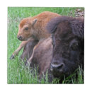 Recherche de veau carreaux Vache