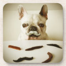 Recherche de bouledogue francais dessous de verres Chiot