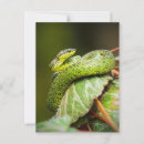 Recherche de vipère cartes postales Nature