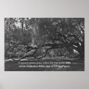 Recherche de chêne vivant posters Mousse espagnole