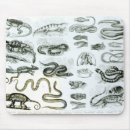 Recherche de reptile tapis souris Lézard