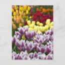 Recherche de lissé cartes postales Rose