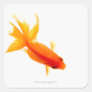 Recherche de goldfish autocollants Baignade