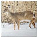 Recherche de célibataire carreaux Chasse