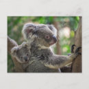 Recherche de ours koala cartes postales Mignon
