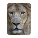 Recherche de panthera magnets Gros plan