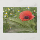 Recherche de pavots rouges cartes postales Flore