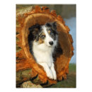 Recherche de merle posters Animaux domestiques