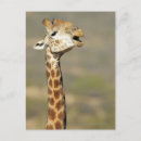 Recherche de motif naturel cartes postales Animal