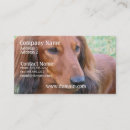 Recherche de teckel cartes visite Chiot