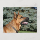 Recherche de chien de berger cartes postales Levrette