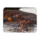 Recherche de hippopotame magnets Faune