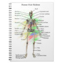 Recherche de anatomie carnets Humain