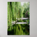 Recherche de saule pleurant Arbres