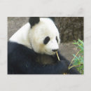 Recherche de ours noir et blanc cartes postales Bambou