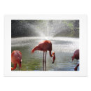 Recherche de flamants photographie Floride