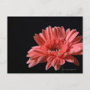 Recherche de arrière plan noir cartes postales Fleur