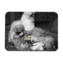 Recherche de soie magnets Nature