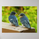 Recherche de hirundo posters Avale de grange