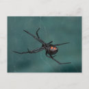 Recherche de veuve noire cartes postales Insecte