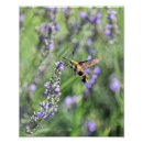 Recherche de clairière posters Fleurs