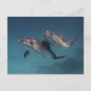 Recherche de photo de dauphin cartes postales Moderne