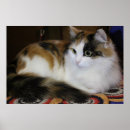 Recherche de animaux colorés posters Beau