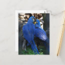 Recherche de baiser d amour cartes postales Couple