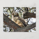 Recherche de grand hibou à cornes cartes postales Faune
