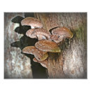 Recherche de champignon comestible posters Nourriture