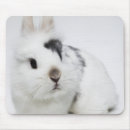 Recherche de brun et blanc tapis souris Animaux