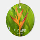 Recherche de plantes fleurissants ornements Jardin