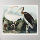 Recherche de audubon birds posters John