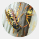 Recherche de guêpes autocollants Insecte