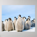 Recherche de poussin pingouin posters Mignon