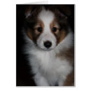 Recherche de chien berger shetland Chiot