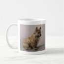 Recherche de cairn tasses Terrier de cairn