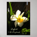 Recherche de jonquilles posters Narcisse