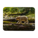 Recherche de ours blanc magnets Colombie britannique