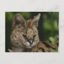 Recherche de serval cartes postales Faune