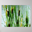 Recherche de cattails posters Herbe