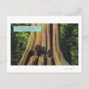 Recherche de arbre de cèdre cartes postales Colombie britannique