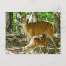 Recherche de whitetail posters Semer