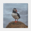Recherche de oiseau macareux magnets Faune