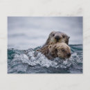 Recherche de animaux mignons cartes postales Loutre de mer